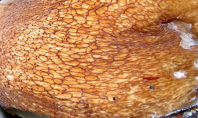 2005 :  Un anno di funghi